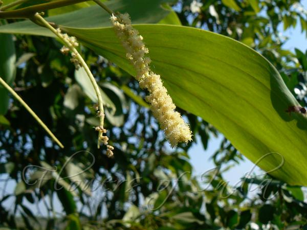 Hickory Wattle